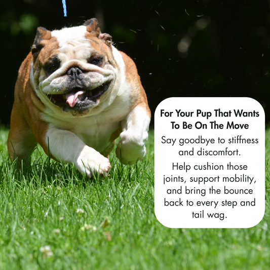 Advanced Hip & Joint Soft Chews, Powerful Mobility Support for Dogs