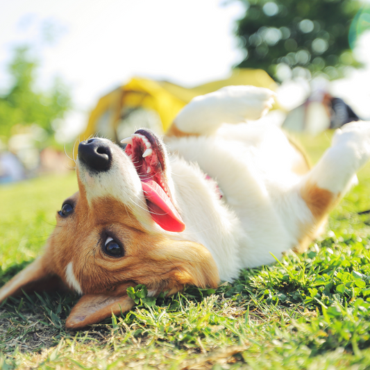 Why Your Dog Needs Probiotics, Prebiotics; and Digestive Enzymes – Not Just One