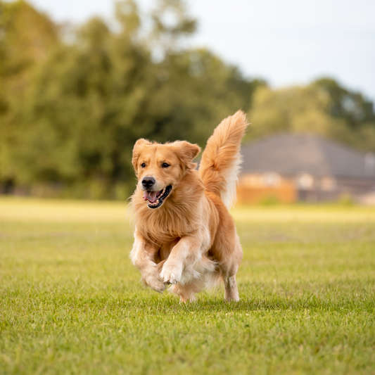 Keep Your Pup Moving: The Benefits of Hip & Joint Supplements for Dogs