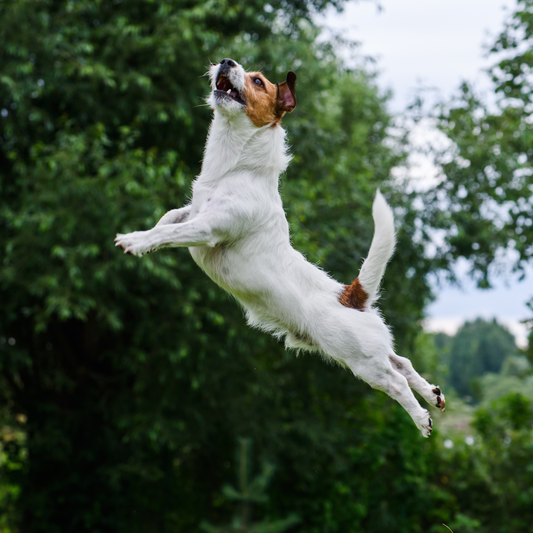 5 Powerful Benefits of Giving Your Dog Glucosamine, MSM & Chondroitin, Backed by Science
