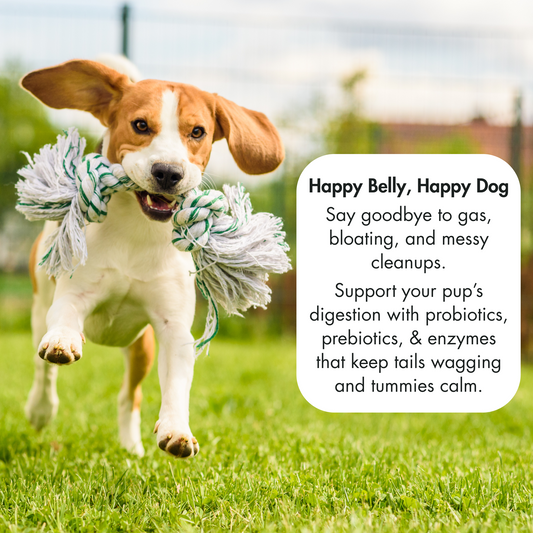 Daily Probiotics with Prebiotics & Digestive Enzymes, 3-in-1 Digestive Support for Dogs