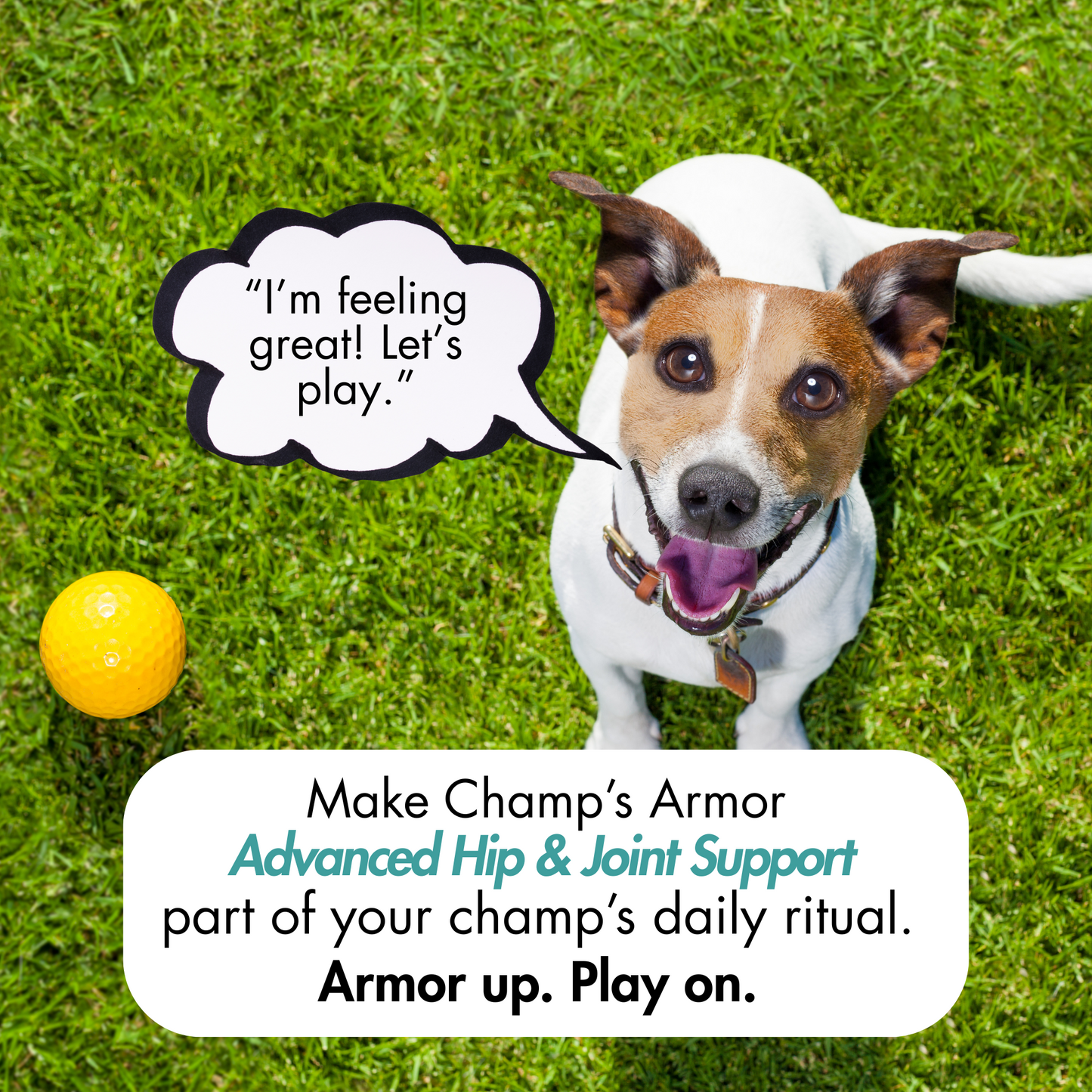 Advanced Hip & Joint Soft Chews, Powerful Mobility Support for Dogs