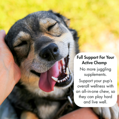 10-in-1 Multivitamin Soft Chews, Complete Daily Support For Dogs